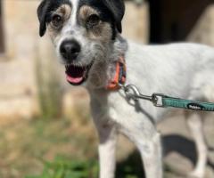 Django is looking for his forever home