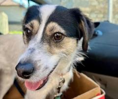 Django is looking for his forever home