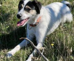 Django is looking for his forever home