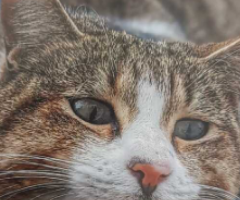 Pet Sitter