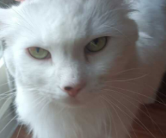 Pet Sitter